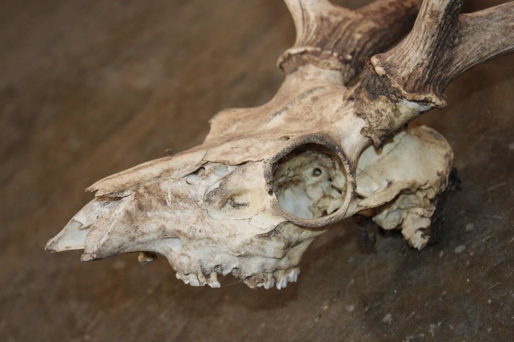 AXIS DEER Skull - 6