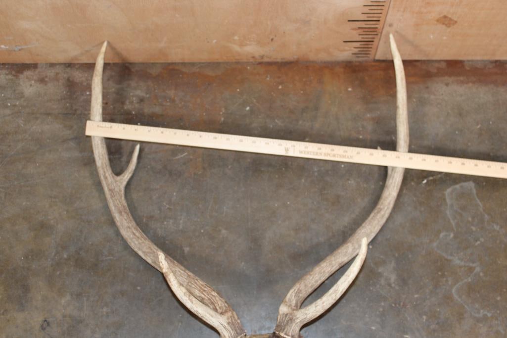 AXIS DEER Skull - 7