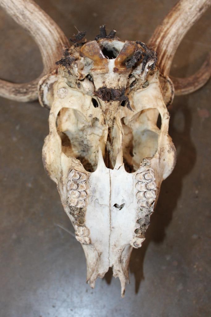 AXIS DEER Skull - 9