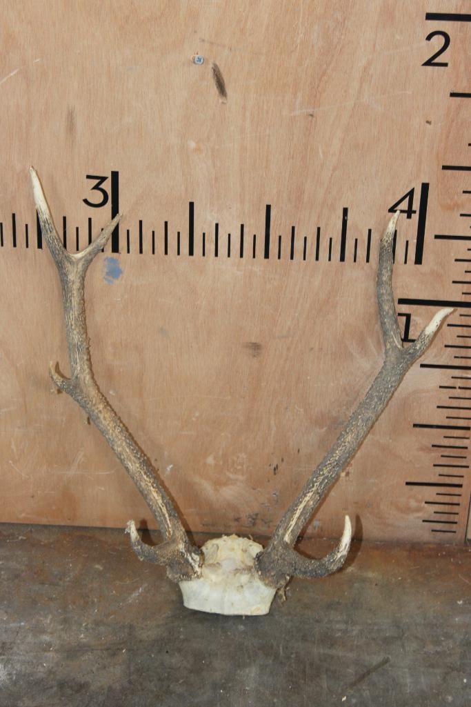 7-Point SIKA DEER Rack on a Skull Cap: 7-Point SIKA DEER Rack on a Skull Cap. TAXIDERMY 