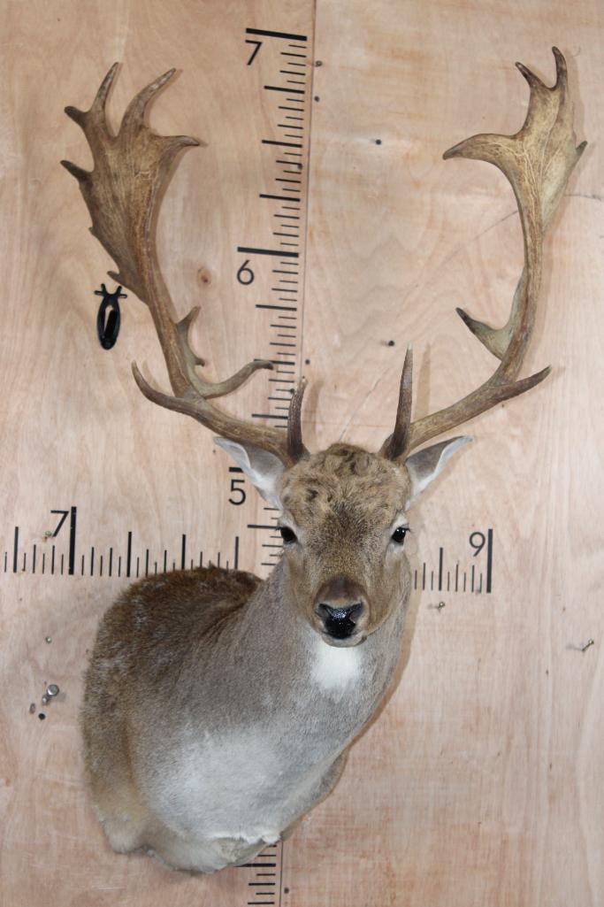 Big 22-Point FALLOW DEER Shoulder Mount: Very Nice, Clean, and Newer 22-Point FALLOW DEER Shoulder Mount. It has a 26.75" Spread and is in Very Good Condition. TAXIDERMY 
