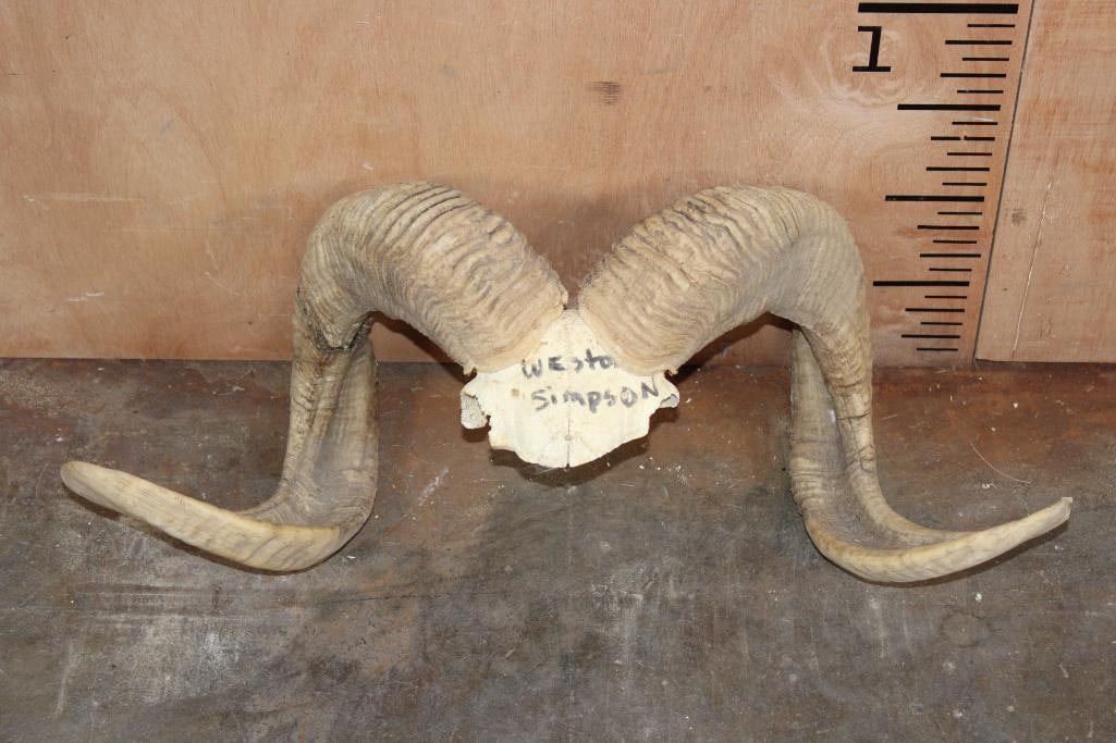 TEXAS DALL SHEEP Ram Horns on a Skull Cap: Respectable set of TEXAS DALL SHEEP Ram Horns on a Skull Cap. They measure 23.5" from Tip to Tip. The Right Horn measures 29.5" Long and 9 1/8" around the Horn Base. The Left Horn measures 28 3/8"