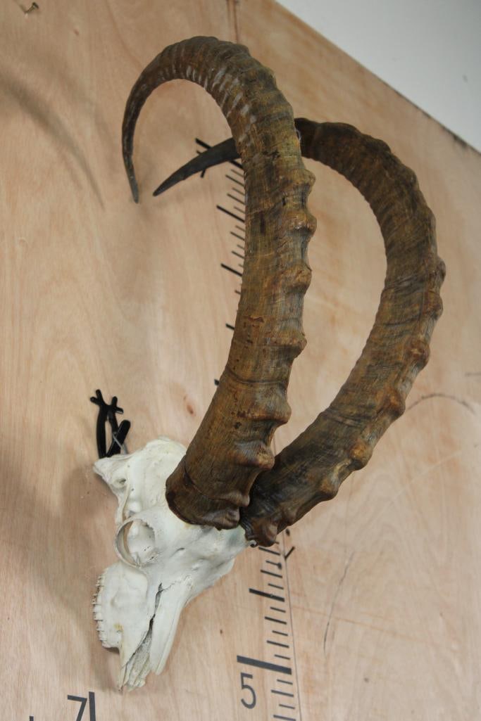 IBEX Skull with Removable Horns: IBEX Skull with Removable Horns and All its Teeth. The Left and Right Horn measure 28.25" Long each. TAXIDERMY SKULLS 