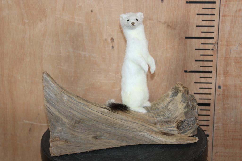 Little Life-sized ERMINE or WEASEL on a Driftwood Base: Adorably cut little Life-sized ERMINE or WEASEL on a Driftwood Base. It measures 12" Long x 5" Wide x 9.5" Tall. This is a Very Nice and Clean mount in Very Good Condition. TAXIDERMY 