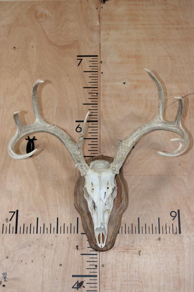 10-Point WHITETAIL DEER Skull (1 of 8)