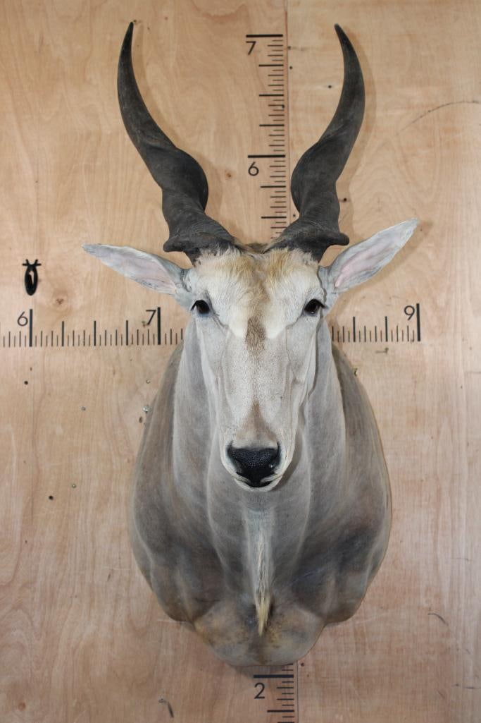 Big ELAND Shoulder Mount (1 of 8)