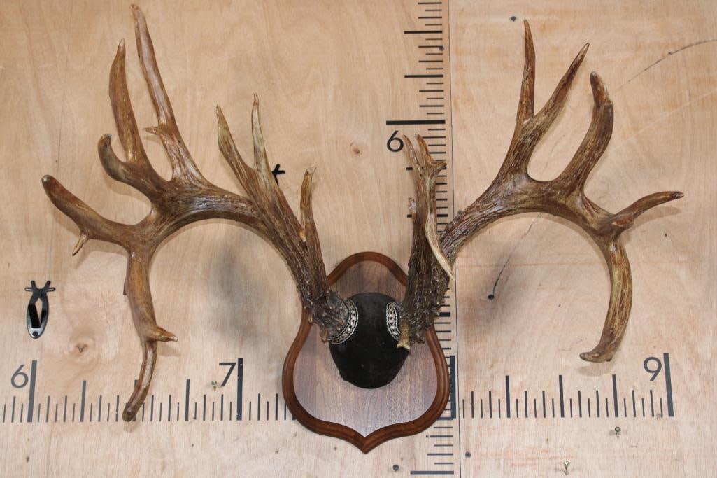 XXL 26-Point WHITETAIL DEER Rack on a Wood Plaque: Very Nice XXL 26-Point WHITETAIL DEER Rack. These are *Real Antlers* with a 29.5" Spread. They are mounted on a Wood Plaque. TAXIDERMY 