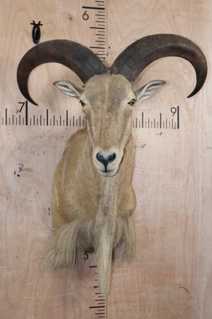 AOUDAD Shoulder Mount: Nice AOUDAD Shoulder Mount. The Left Horn measures 24.5" Long and the Right Horn measures 24" Long. It is in Good Condition. TAXIDERMY 