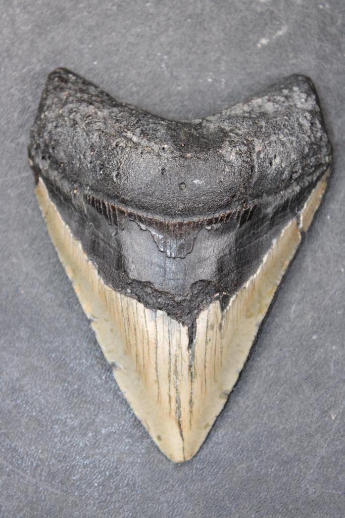 Big MEGALODON Shark Tooth Fossil: Big MEGALODON Shark Tooth Fossil. It measures 4 5/8" Long from the Top Corner to the Tip. The Total Weight is 7 oz. MEGALODON SHARK TEETH