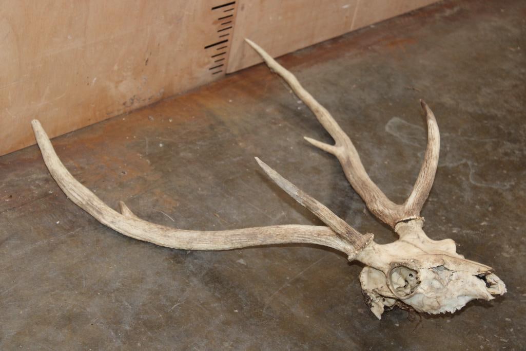 AXIS DEER Skull - 3