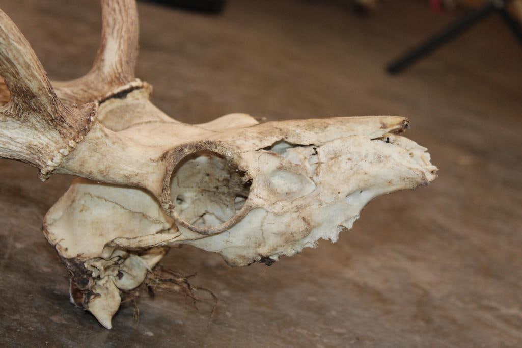 AXIS DEER Skull - 4