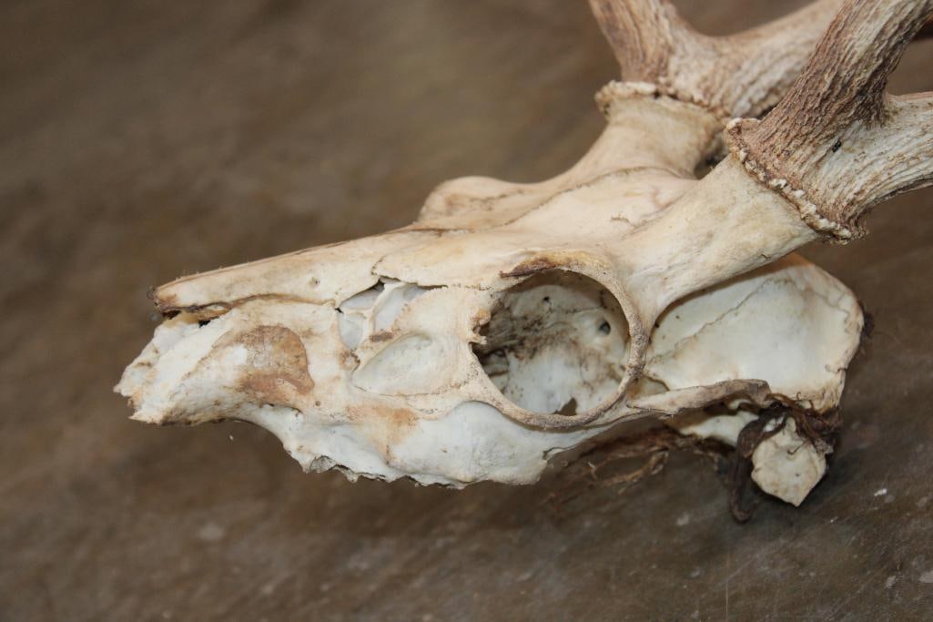 AXIS DEER Skull - 5