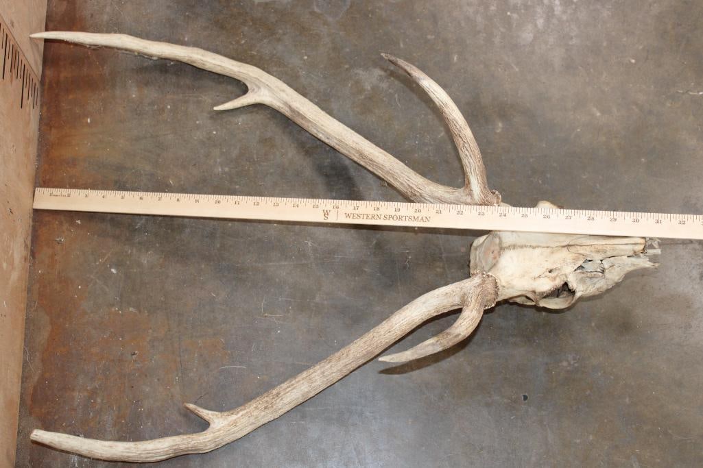 AXIS DEER Skull - 6