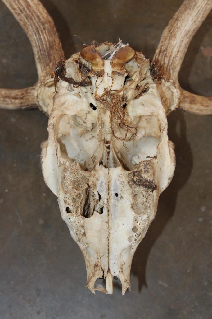 AXIS DEER Skull - 7