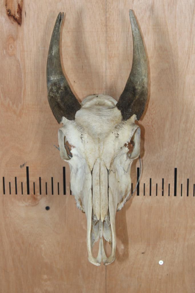 NILGAI Skull: NILGAI Skull with 2 back teeth only. The Right Horn measures 9" Long and the Left Horn measures 8 7/8" Long. TAXIDERMY SKULLS 