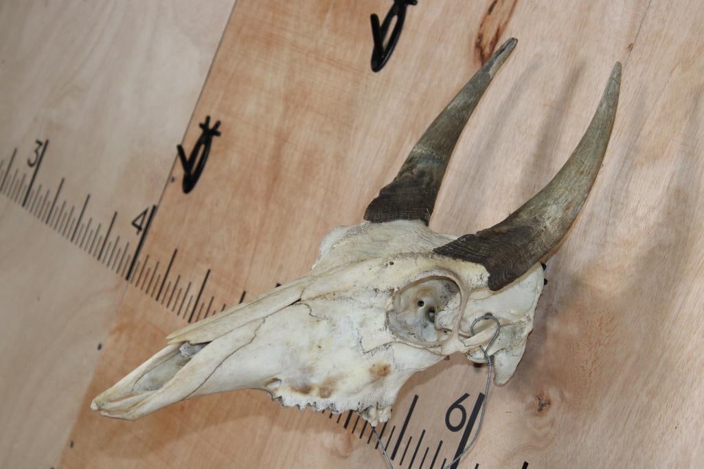 NILGAI Skull - 2