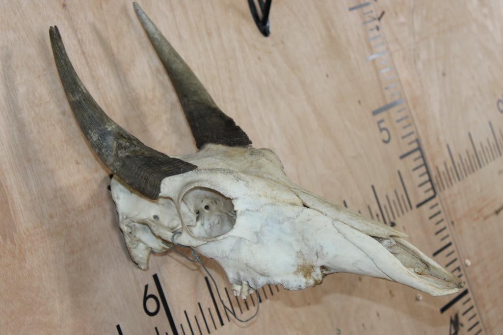 NILGAI Skull - 3