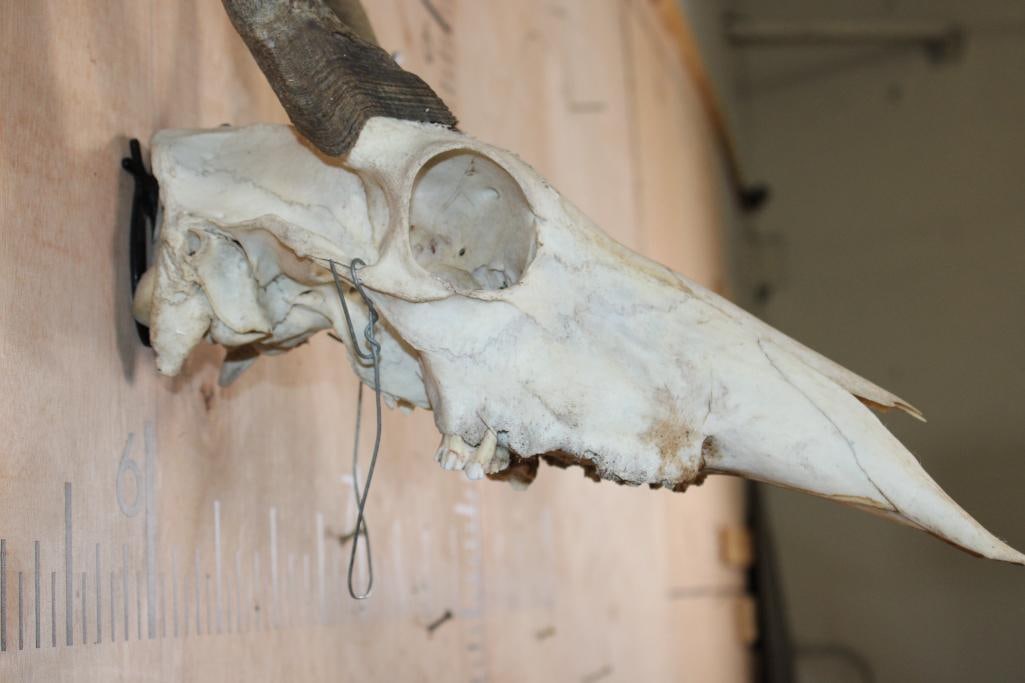 NILGAI Skull - 4