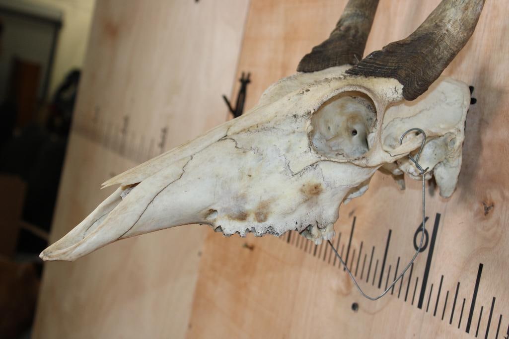 NILGAI Skull - 6