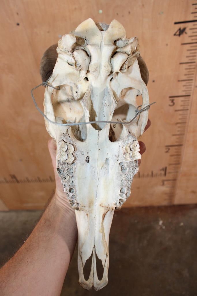 NILGAI Skull - 8