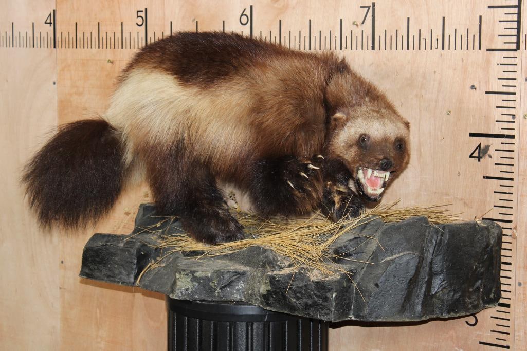 Life-sized WOLVERINE on a Lightweight Foam Wall Hanging Base: Life-sized WOLVERINE. It is mounted on a Lightweight Foam Wall Hanging Base and measures 34" Long x 20" Wide x 16" Depth (from the wall). This is an older mount in Good Condition. The feet have had