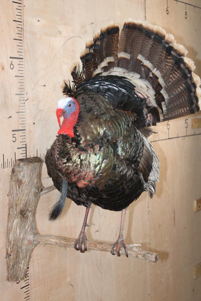 Life-sized TURKEY on a Branch Wall Hanger: Nice Life-sized TURKEY on a Branch Wall Hanger. It is in Good Condition other than its tailfan. TAXIDERMY 