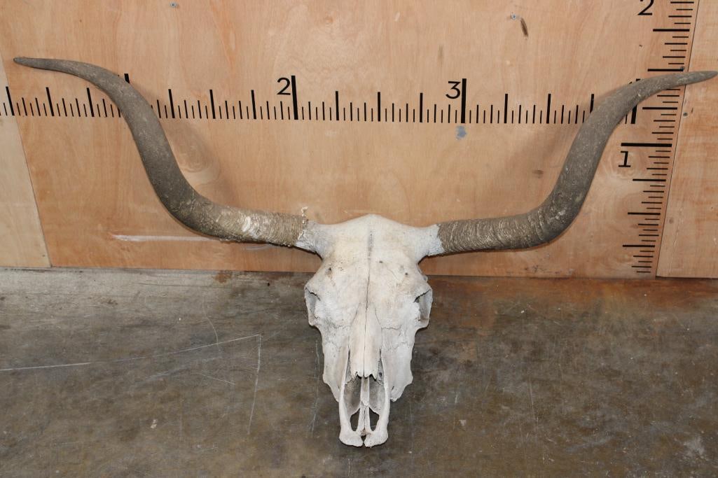 Big Texas LONGHORN Skull with a Texas Twist and Removable Horns: Big Texas LONGHORN Skull with a Texas Twist. They measure 48.5" from Tip to Tip and has no teeth. TAXIDERMY SKULLS 