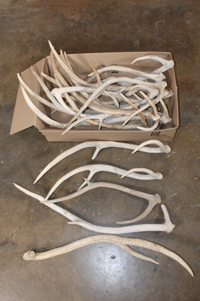 (19) AXIS DEER Antler Sheds: 19 AXIS DEER Antler Sheds, the Total Weight is 30 lbs. TAXIDERMY 