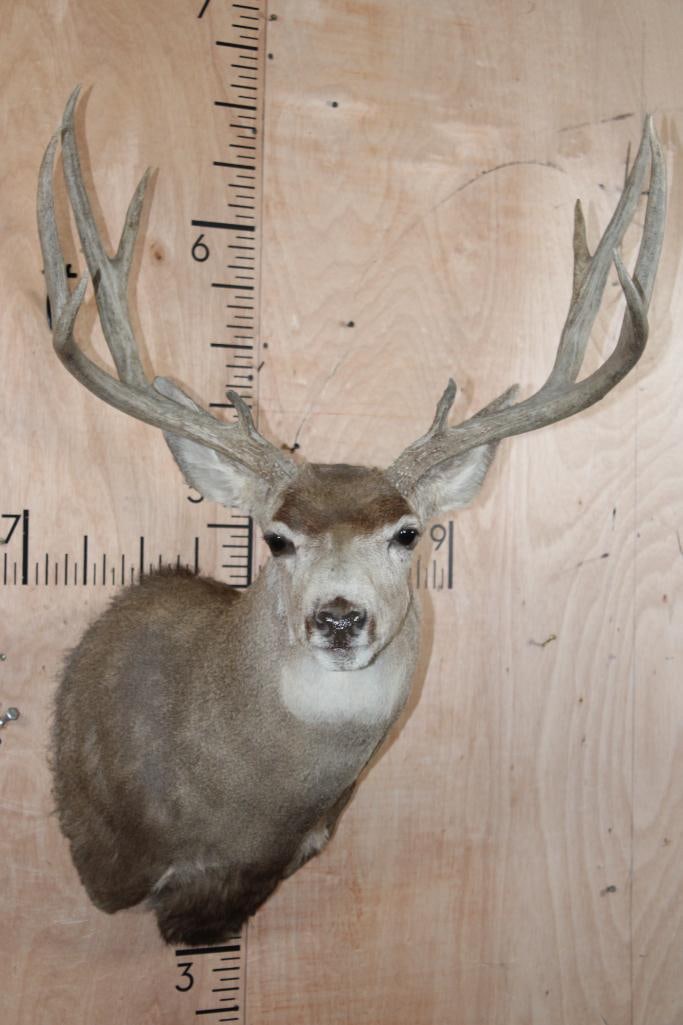 10-Point MULE DEER Shoulder Mount (1 of 9)