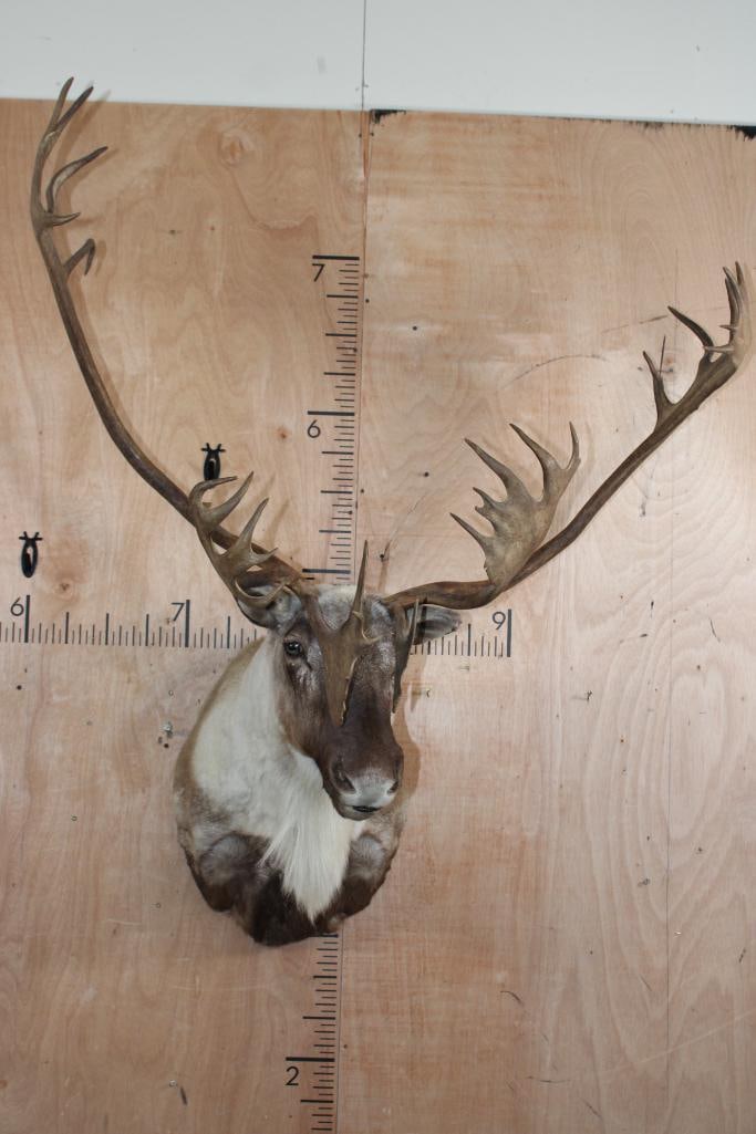 Big 31-Point Double Shovel CARIBOU Shoulder Mount (1 of 9)