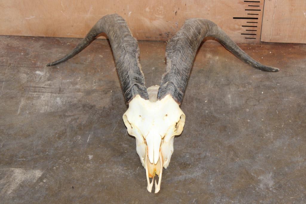 IBEX Skull: IBEX Skull with All its Teeth. The Right Horn measures 24.25" Long and the Left Horn measures 24 3/8" Long. The nose has glue repairs. TAXIDERMY SKULLS 