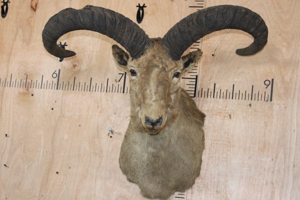 Big East Caucasian TUR Shoulder Mount (1 of 9)