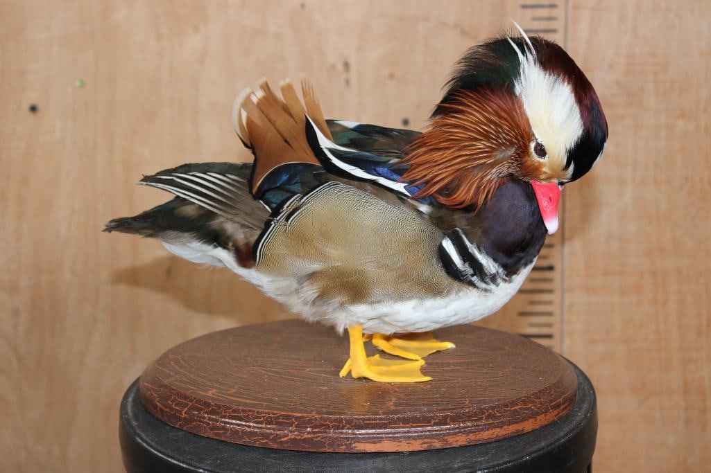 MANDARIN DUCK on a Wood Plaque Base: Magnificent Life-sized MANDARIN DUCK on a Wood Plaque Base. This is a Nice mount in Pristine Condition. It measures 12" Long x 9" Wide x 10.5" Tall. Mandarin Ducks are native to China. TAXIDERMY 