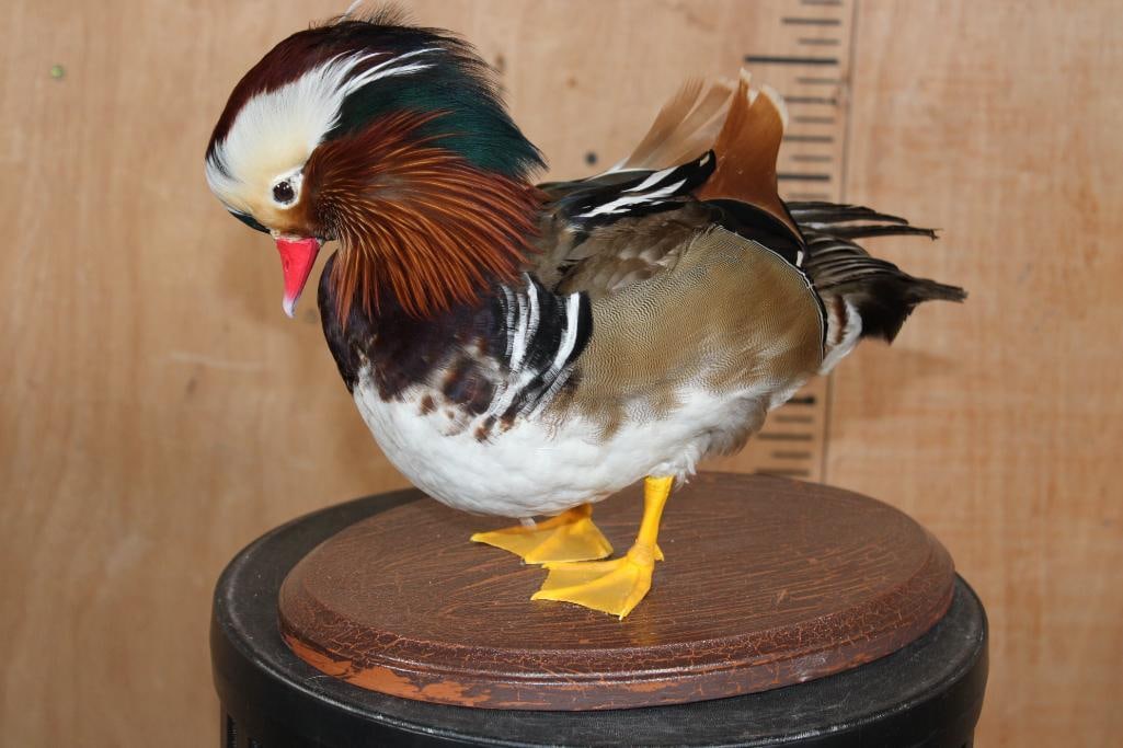MANDARIN DUCK on a Wood Plaque Base - 2