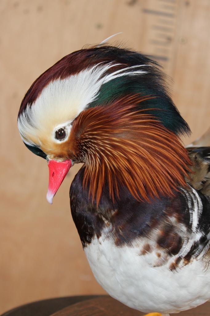 MANDARIN DUCK on a Wood Plaque Base - 3