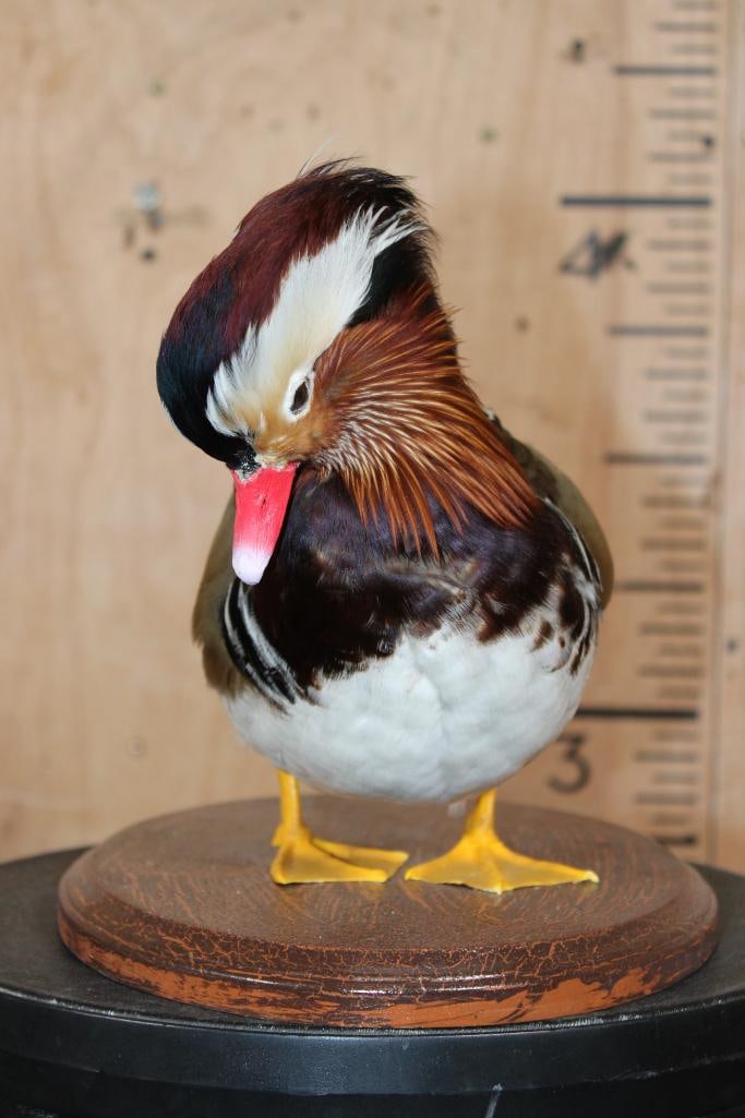 MANDARIN DUCK on a Wood Plaque Base - 4