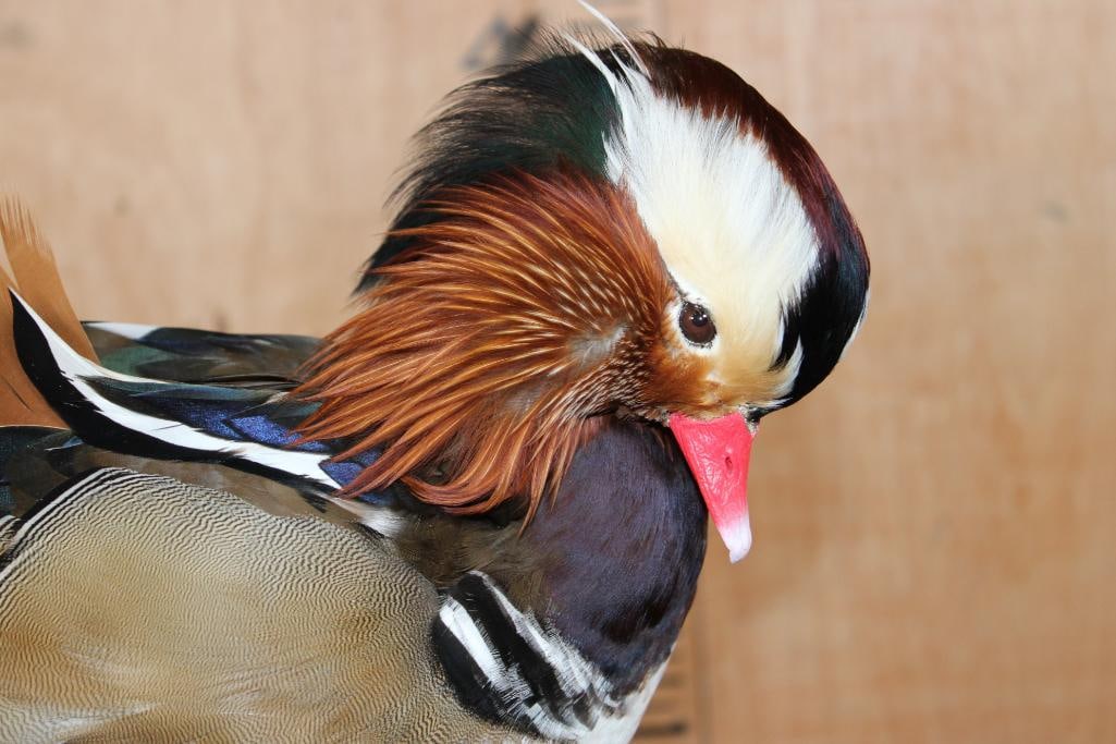 MANDARIN DUCK on a Wood Plaque Base - 5