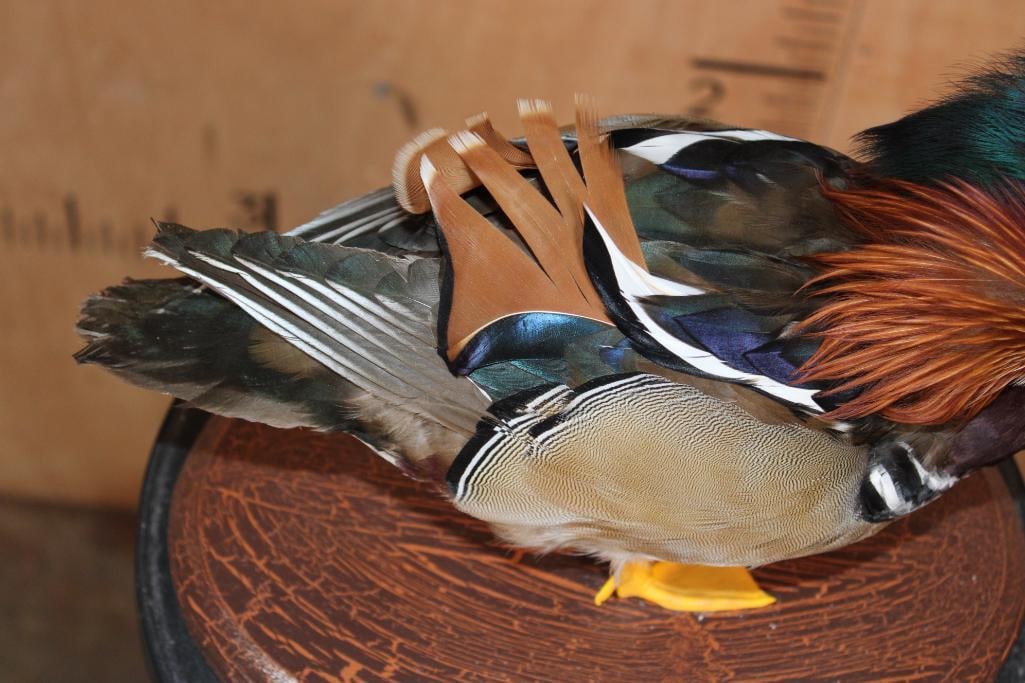 MANDARIN DUCK on a Wood Plaque Base - 6