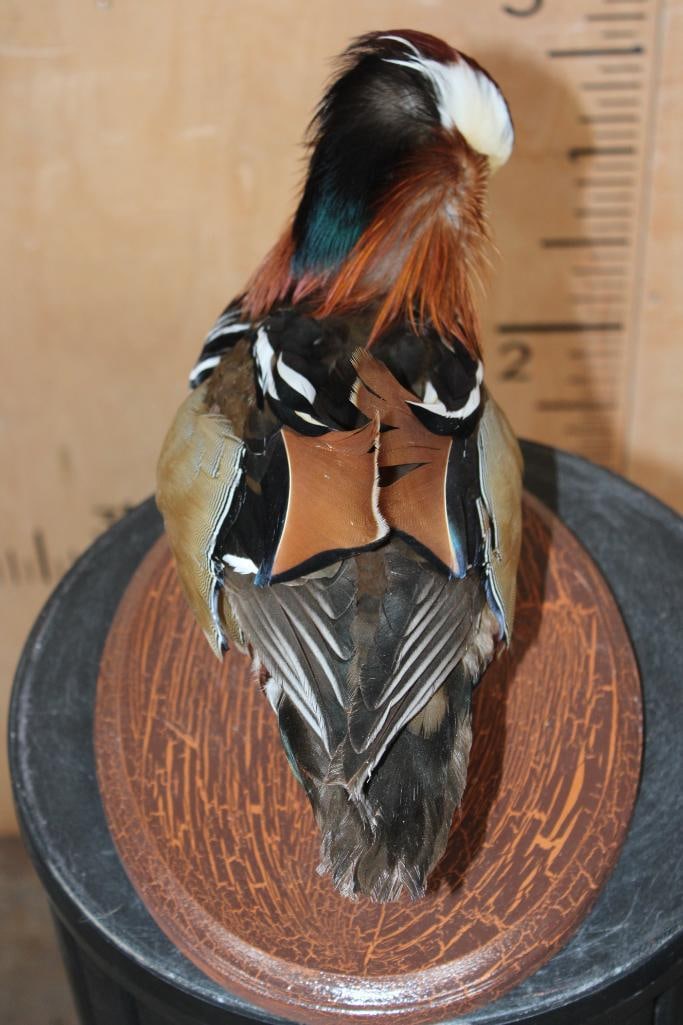 MANDARIN DUCK on a Wood Plaque Base - 8