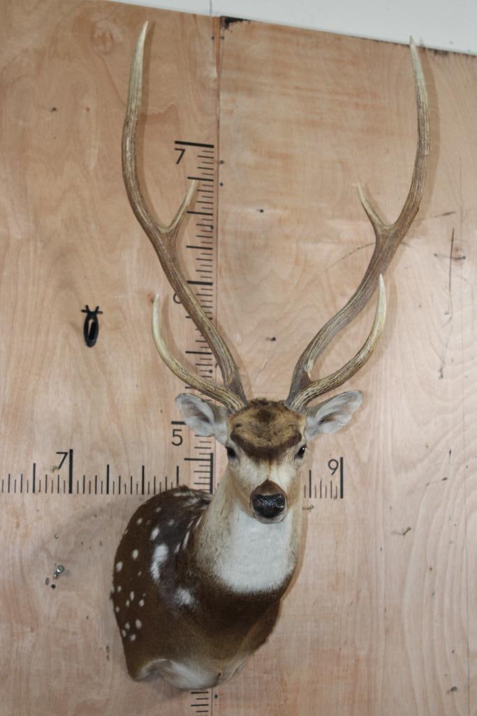 Big AXIS DEER Shoulder Mount: Very Nice and Big AXIS DEER Shoulder Mount. It has a 22.25" Spread and is in Good Condition. TAXIDERMY 