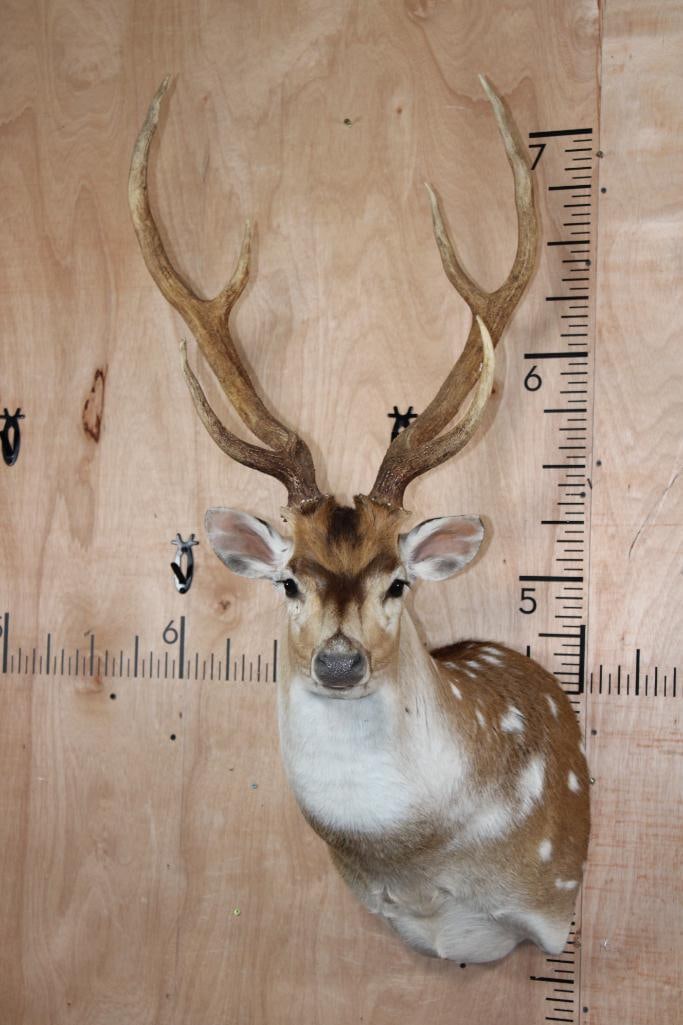 AXIS DEER Shoulder Mount: Very Nice and Clean 7-Point AXIS DEER Shoulder Mount. It has a 20.75" Spread and Looks New! It is in Very Good Condition. TAXIDERMY