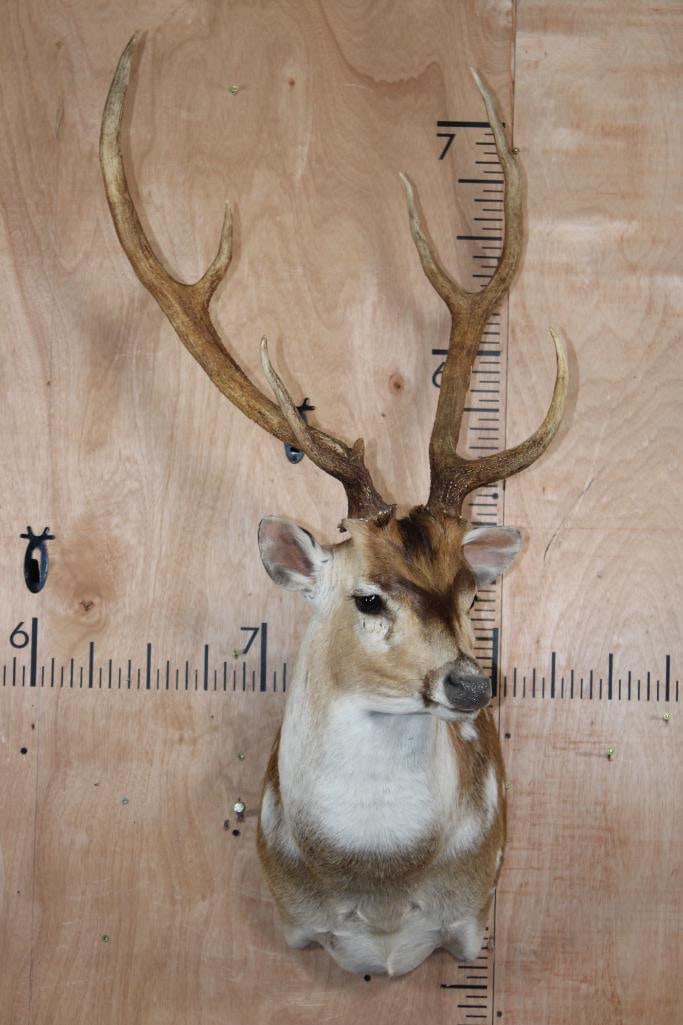 AXIS DEER Shoulder Mount - 2