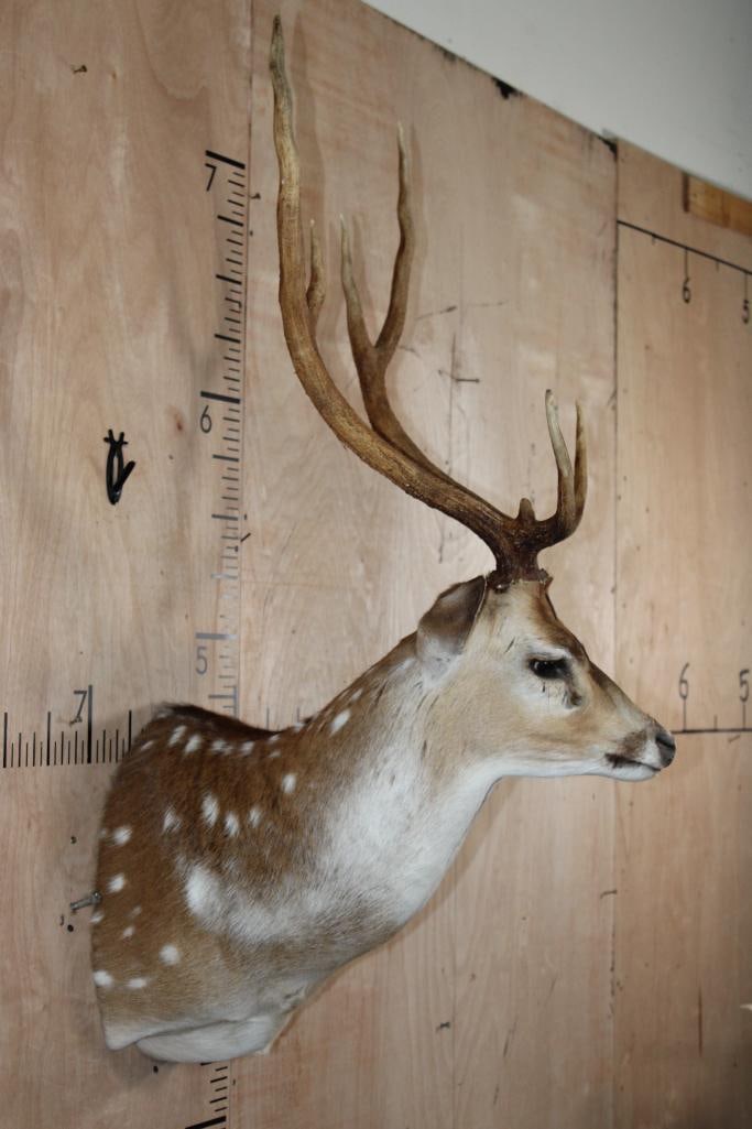 AXIS DEER Shoulder Mount - 3