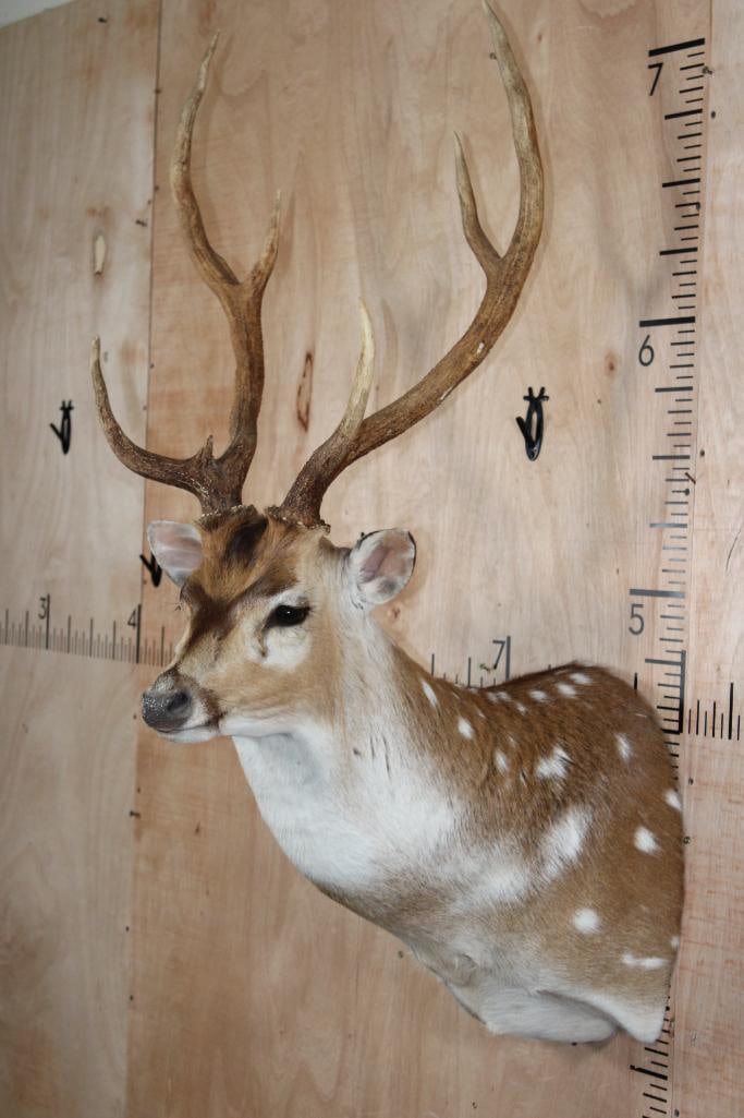 AXIS DEER Shoulder Mount - 4