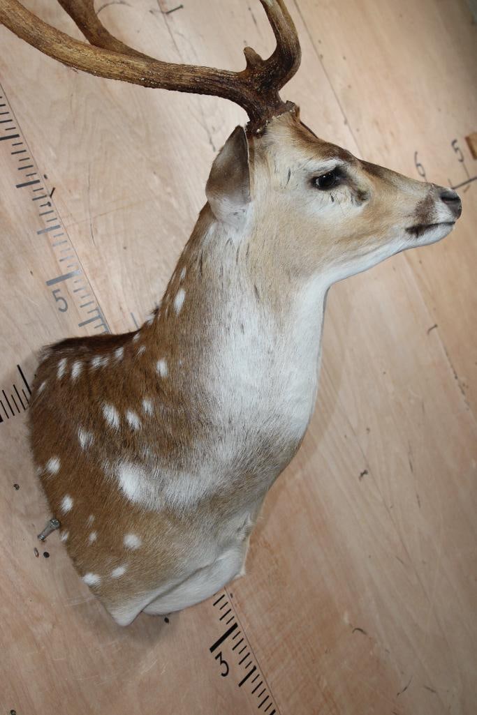 AXIS DEER Shoulder Mount - 6