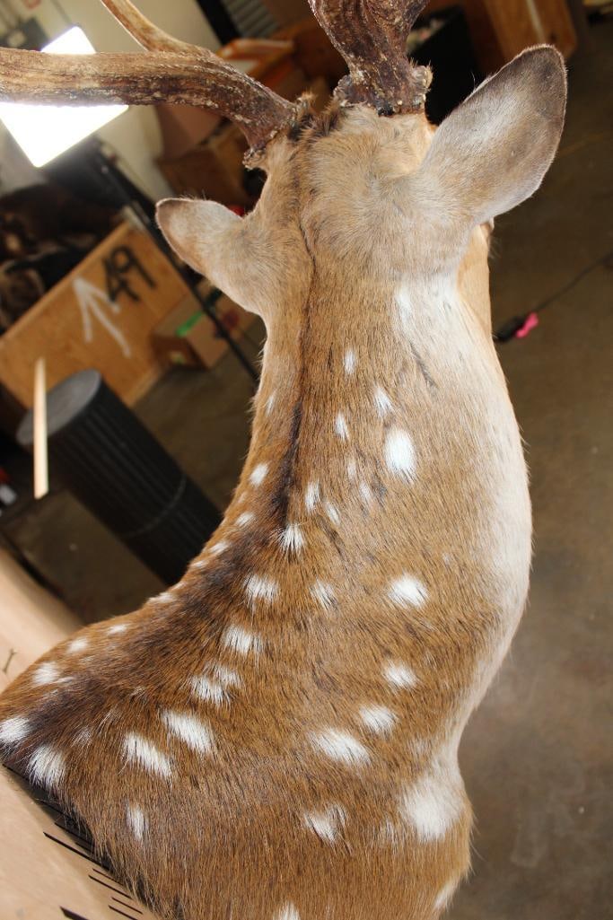 AXIS DEER Shoulder Mount - 7