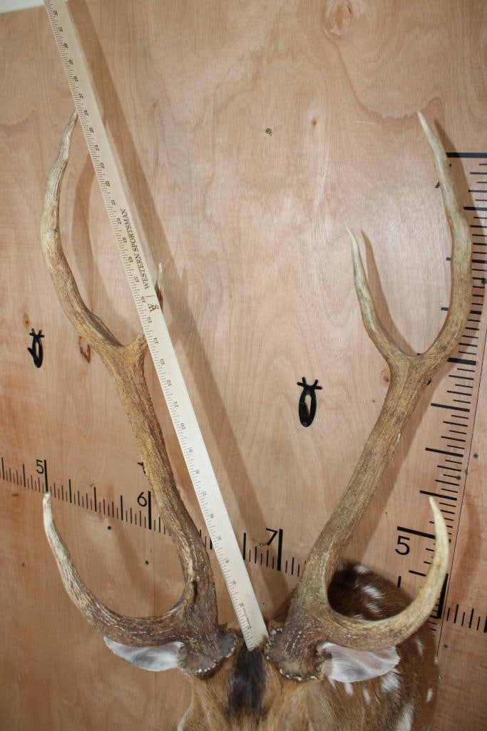 AXIS DEER Shoulder Mount - 8