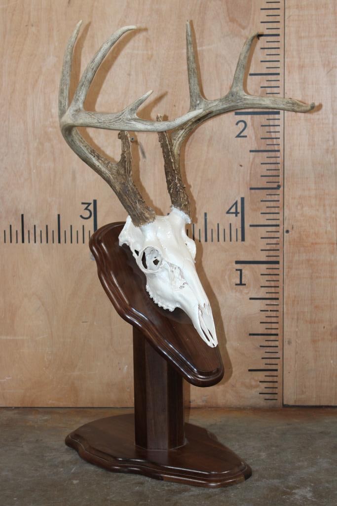 9-Point WHITETAIL DEER Skull on a Walnut Wood Table Pedestal (1 of 8)