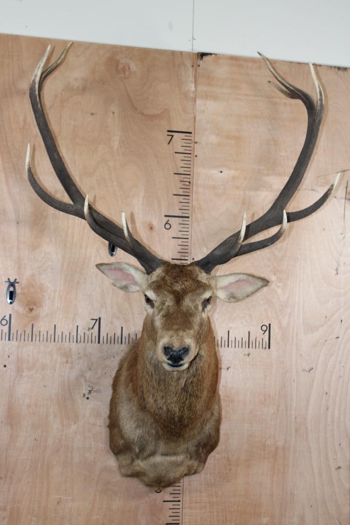 Big and Mean 12-Point RED STAG Shoulder Mount (1 of 11)
