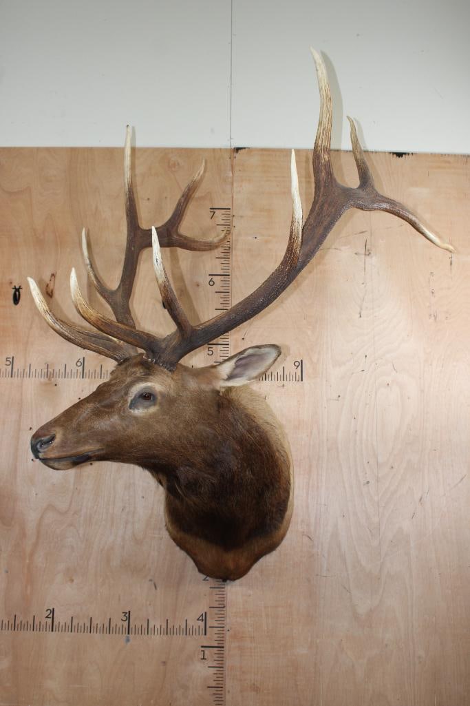 XXL 12-Point ELK Shoulder Mount (1 of 10)